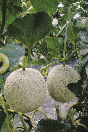 크???-쐜퀕? ?큠 끈 (2).jpg