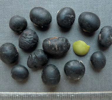 푸 쐜풬태.jpg