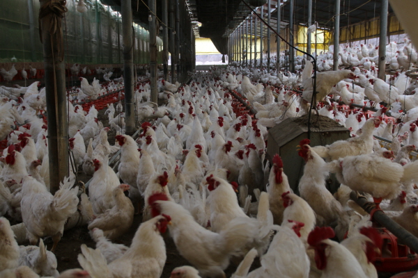 크???-푄챼?나 킽?.JPG