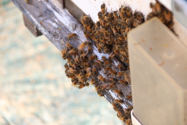 크???-???- 젘.JPG