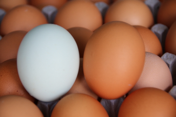 크???-룬큀 ?푐.JPG