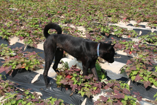 크???-탠푬퓈 젘?킬.JPG