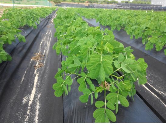 1쁐쁑 1퓴 ?.jpg