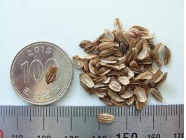 탠? ? 100풽 크?? 풑.jpg