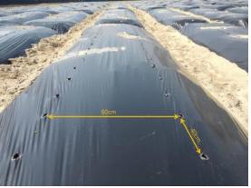 ?죝큰풬 60탱?? 40쐼?.jpg