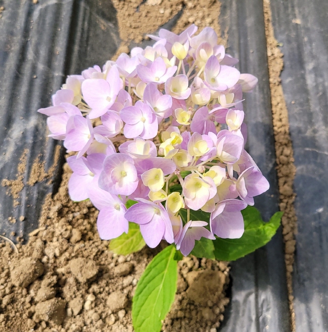 LQB2X0WD6Y3RA4GHZKP3.jpg LQB2X0WD6Y3RA4GHZKP3.jpg